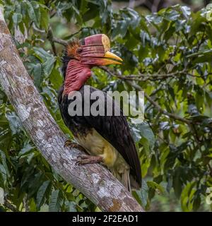 helmeted hornbill Rhinoplax vigil perch on a tree branch close up Stock Photo