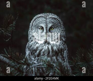 Great Grey Owl's soul piercing stare Stock Photo
