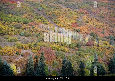 Fall color (Gambel oak. quaking aspen and Colorado blue spruce) in SW Colorado USA Stock Photo