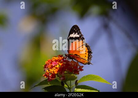 Plain Tiger (Danaus chrysippus) plain tiger butterfly feeding from a tropical orange flower on a pale blue background Stock Photo