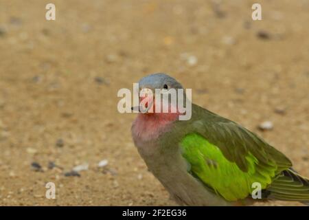 Princess of Wales Parakeet (Polytelis alexandrae)  a single princess of Wales parakeet eating seeds with a natural desert background Stock Photo