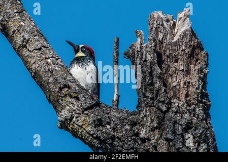 An acorn woodpecker (Melanerpes formicivorus) sitting on a dead tree in Northern California, USA. Stock Photo