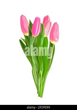 Realistic Pink Tulips Flower Bouquet Isolated on Transparent Background. Vector Illustration Stock Vector