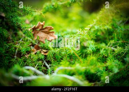 close up beautiful bright Green moss grown up and Drop of water cover the rough stones and on the floor in the forest. Stock Photo