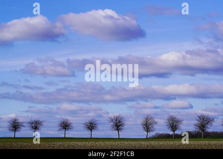 A line of trees in winter. Cloudy sky with fleecy clouds Stock Photo