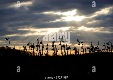 Dried sunflower field in winter, as a dark silhouette at sunset in the evening. Sunflowers with cloudy sky in the background. Stock Photo