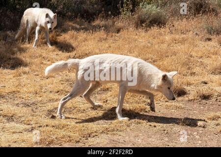 Alaskan tundra wolves (Canis lupus tundrarum) Stock Photo