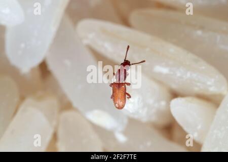 Macro Photography of Sawtoothed Grain Beetle on Raw Rice Stock Photo