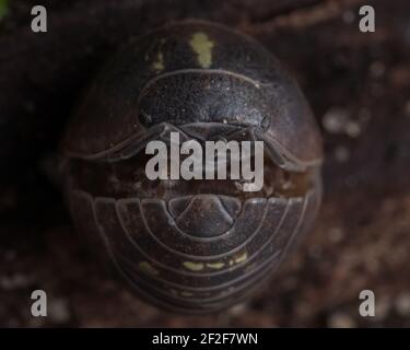 A closeup of armadillidium depressum woodlouse curled up in a ball. Terrestrial crustacean in a defensive ball Stock Photo