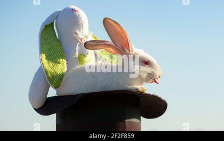 Easter bunny magician with plush toy rabbit. Stock Photo