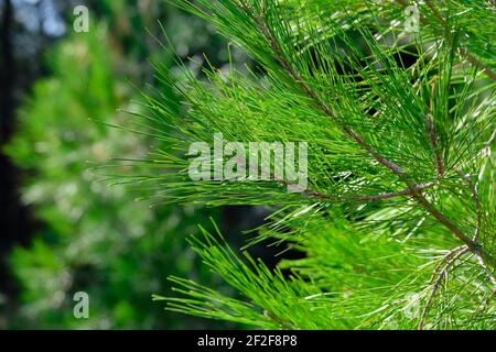 Close up of pine needles on coniferous tree branches Stock Photo
