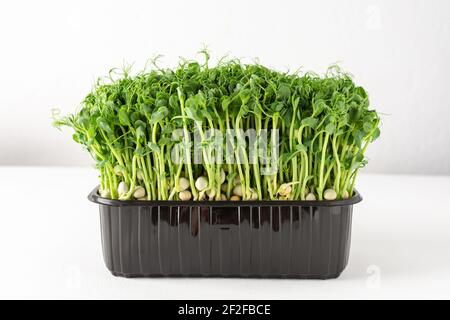 Sprouted pea sprouts in a plastic box on a white background, organic healthy microgreens Stock Photo
