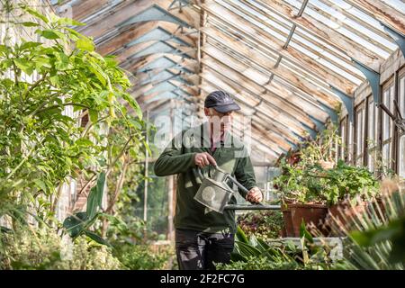 Head gardener, Andrew Humphris at Parham House and Gardens, waters the pelargoniums in the Edwardian teak greenhouse at the stately home in Pulborough Stock Photo