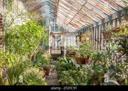 Head gardener, Andrew Humphris at Parham House and Gardens, waters the pelargoniums in the Edwardian teak greenhouse at the stately home in Pulborough Stock Photo