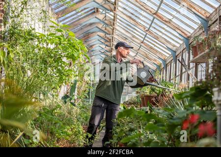 Head gardener, Andrew Humphris at Parham House and Gardens, waters the pelargoniums in the Edwardian teak greenhouse at the stately home in Pulborough Stock Photo