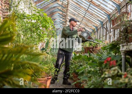 Head gardener, Andrew Humphris at Parham House and Gardens, waters the pelargoniums in the Edwardian teak greenhouse at the stately home in Pulborough Stock Photo