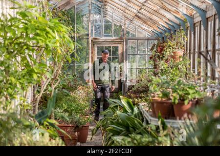 Head gardener, Andrew Humphris at Parham House and Gardens, waters the pelargoniums in the Edwardian teak greenhouse at the stately home in Pulborough Stock Photo