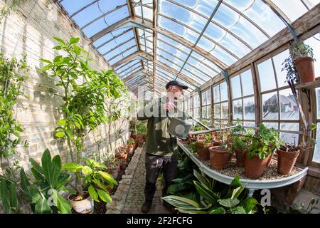 Head gardener, Andrew Humphris at Parham House and Gardens, waters the pelargoniums in the Edwardian teak greenhouse at the stately home in Pulborough Stock Photo