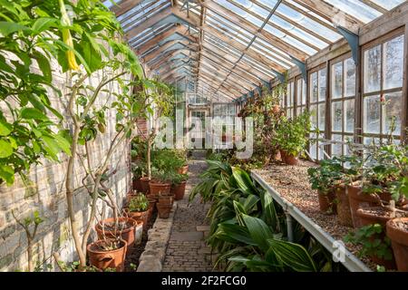 Head gardener, Andrew Humphris at Parham House and Gardens, waters the pelargoniums in the Edwardian teak greenhouse at the stately home in Pulborough Stock Photo