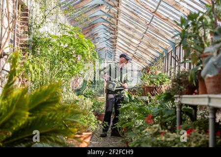 Head gardener, Andrew Humphris at Parham House and Gardens, waters the pelargoniums in the Edwardian teak greenhouse at the stately home in Pulborough Stock Photo