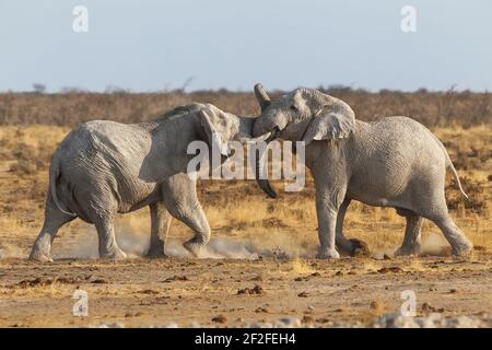 2 African elephant (Loxodonta africana) bulls fighting. Etosha National Park, Namibia, Africa