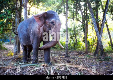 Indian elephant in the jungle on a chain - entertainment for tourists, hard work on the farm, riding, excursions. Elephant in the forest in the sun th Stock Photo