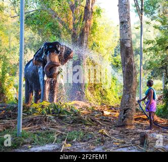 Washing an Indian elephant in captivity-a man pours water from a hose. Entertainment for tourists, zoo, safari in the jungle. India, Kerala, January 3 Stock Photo