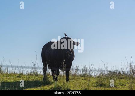 young Aberdeen Angus bull with cows Stock Photo - Alamy
