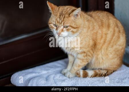 Cat sitting on towel close to a window Stock Photo