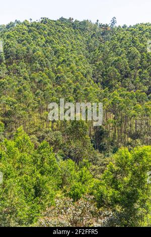 tropical exotic landscape, forest in Munnar, Kerala, India Stock Photo