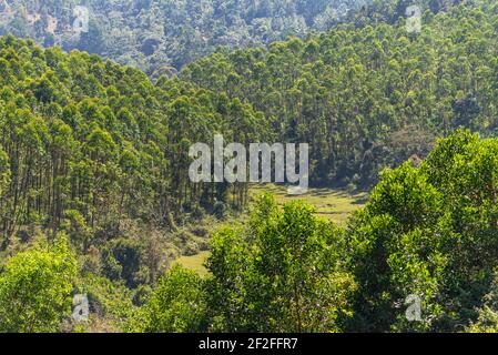 tropical exotic landscape, forest in Munnar, Kerala, India Stock Photo