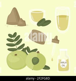 Organic flat design amla fruit elements Vector illustration. Stock Vector