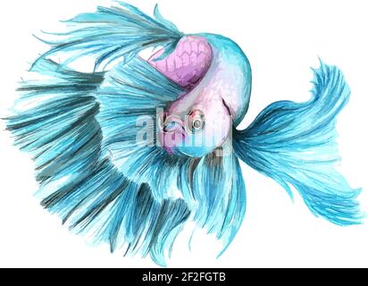 Hand drawn watercolor colorful illustration of blue and violet betta fish isolated on white background. Stock Vector