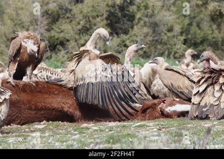 Griffon Vulture - Feeding on a dead horseGyps fulvus WWF Reserve - Refugio de Rapaces Segovia, Spain BI008649 Stock Photo