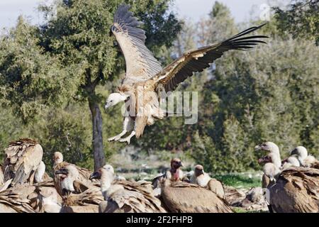 Griffon Vultures - Coming in to land at carcassGyps fulvus WWF Reserve - Refugio de Rapaces Segovia, Spain BI008947 Stock Photo