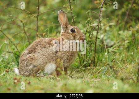 European rabbit, Common rabbit, Bunny, Oryctolagus cuniculus Stock Photo