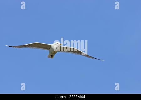 Common Gull - In flightLarus canus Shetland Mainland, UK BI010347 Stock Photo
