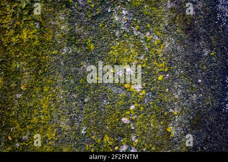 The old wall is covered with moss. HD Background Picture. Stock Photo