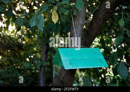Plum moth trap, suspended from a plum tree Stock Photo