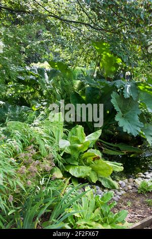 Gunnera and other shade loving plants Stock Photo