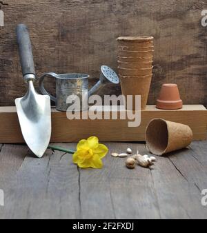 gardening equipment arranged on a wooden background with  daffodils Stock Photo