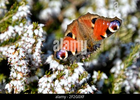 European Peacock butterfly (Inachis io) eating on white heather flower seen from above Stock Photo