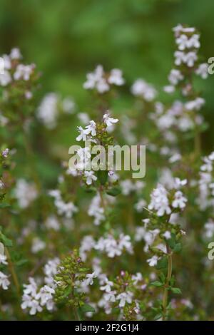 THYMUS  aromatic herbaceous plant Stock Photo