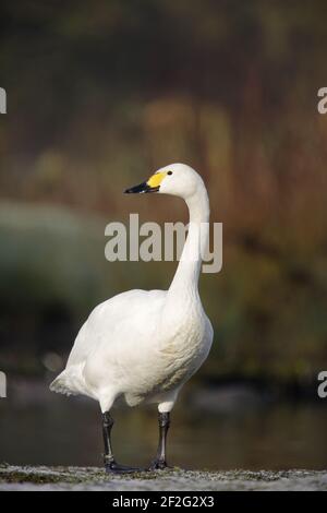 Bewick's Swan Olor columbianus bewickii WWT Slimbridge Gloucestershire, UK BI013146 Stock Photo