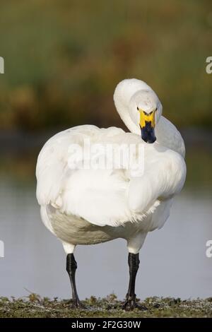 Bewick's Swan - PreeningOlor columbianus bewickii WWT Slimbridge Gloucestershire, UK BI013147 Stock Photo