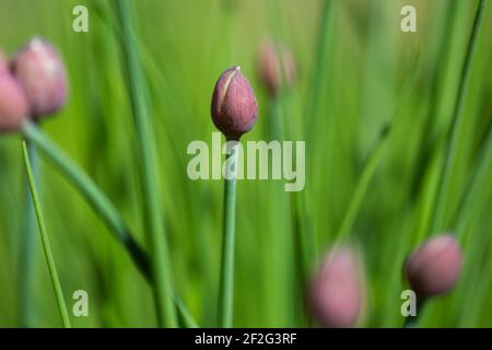 Beautiful abstract shot of a flowering chive buds - selective focus Stock Photo