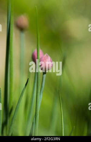 Beautiful abstract shot of a flowering chive buds - selective focus Stock Photo
