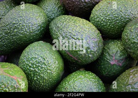 Close-up of freshly harvested hass avocados from local orchard. Avocados background with home-grown produce concept Stock Photo