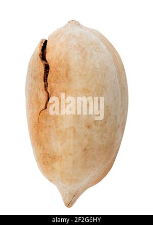 Pecan nut isolated on white background. Clipping path Stock Photo