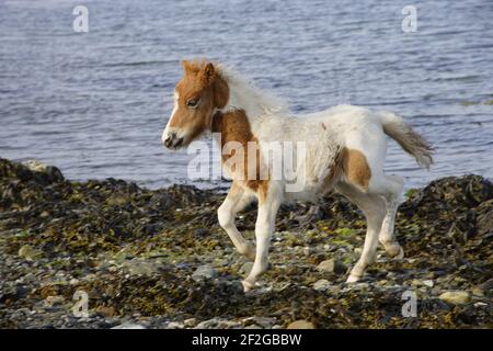 Shetland Pony - Foal running along ShoreUnst, Shetland, UK MA001332 Stock Photo